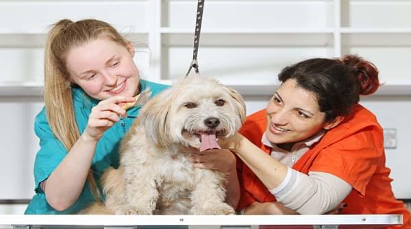 Animal Care - Canine Husbandry (Animal Care) QQI 5M2768 Level 5